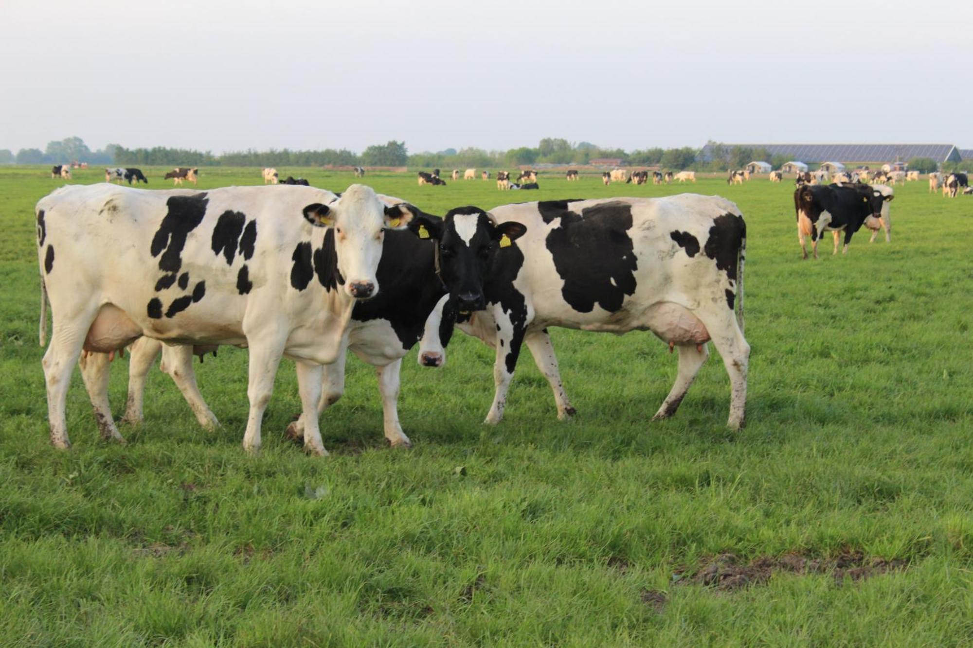 Boerderij Camping Nixhoeve Genderen Екстер'єр фото